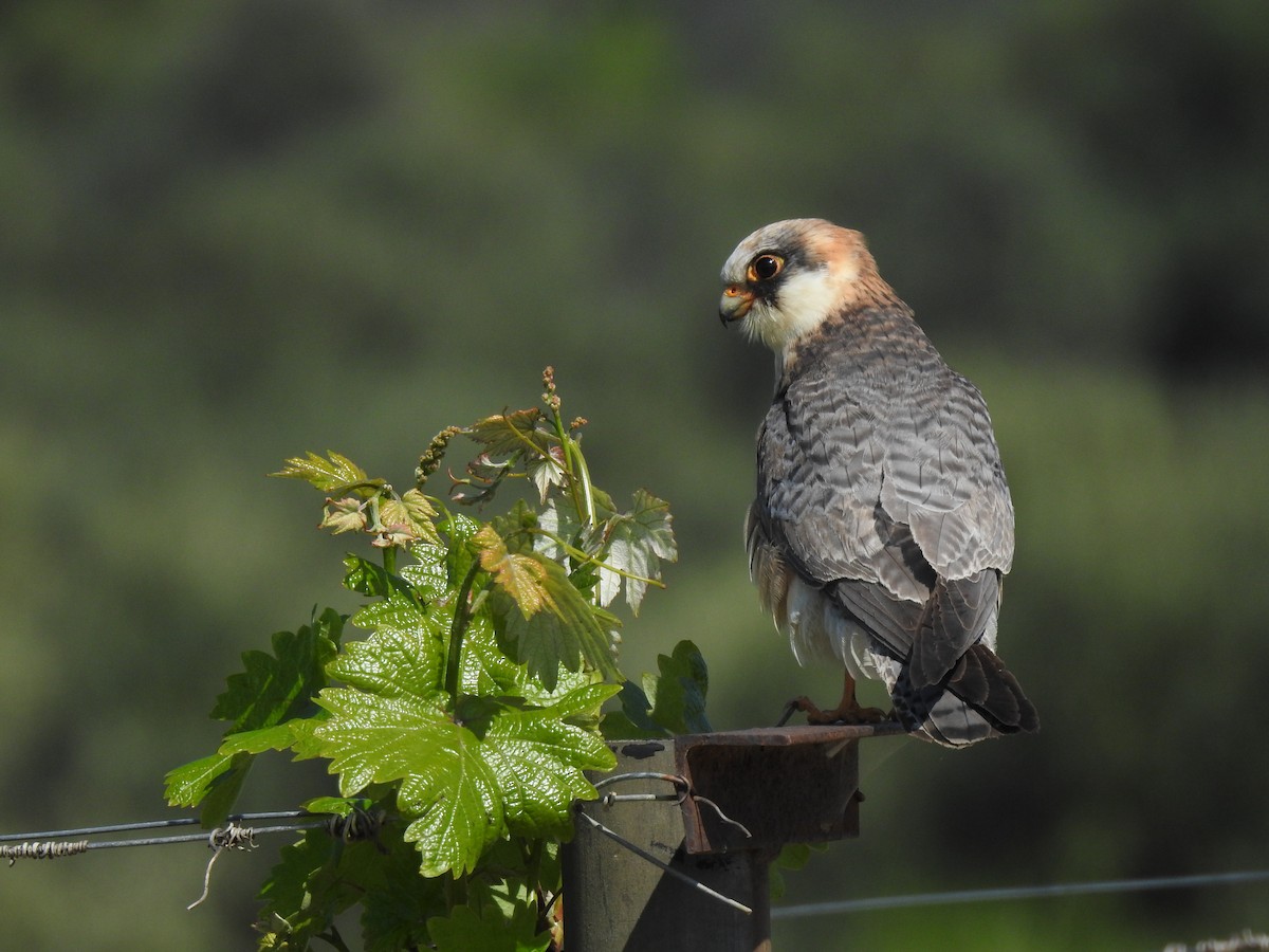 Red-footed Falcon - ML609213210