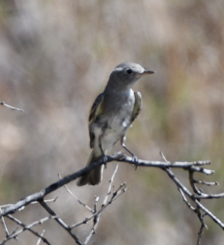 Gray Flycatcher - ML609213225