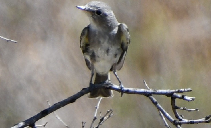 Gray Flycatcher - ML609213227