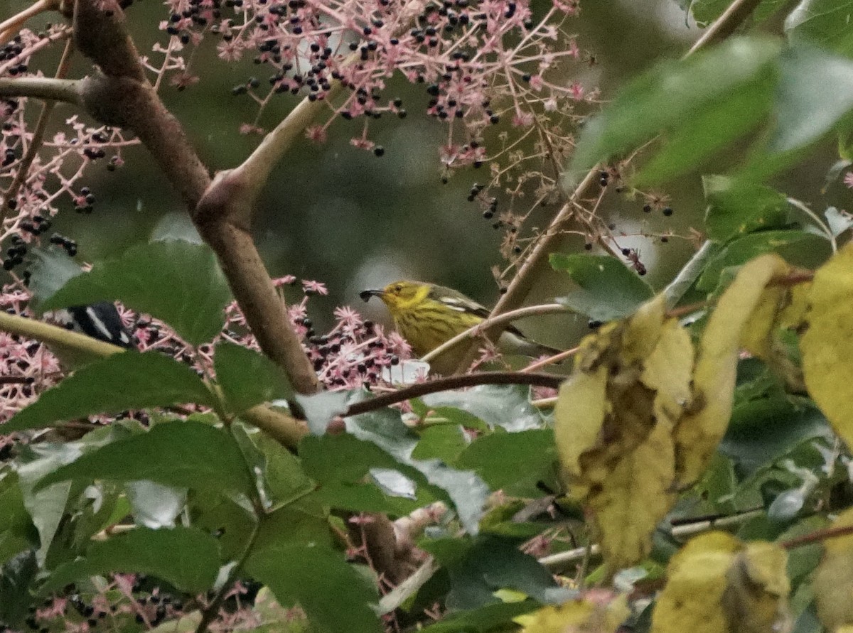 Cape May Warbler - Rook Schucker Mallo