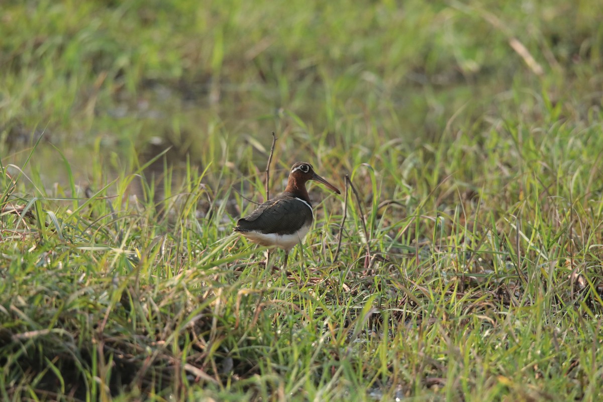 Greater Painted-Snipe - ML609213305