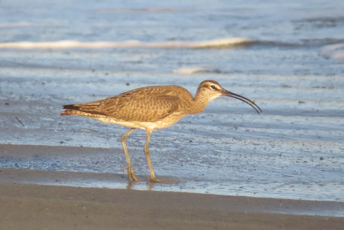 Whimbrel - Sergey Pavlov