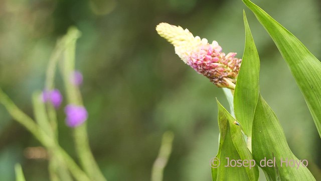 Colibrí de Raquetas Faldirrojo (annae) - ML609213608