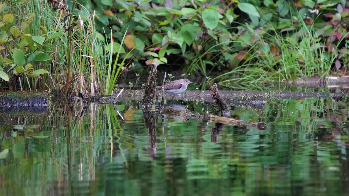 Solitary Sandpiper - ML609213687