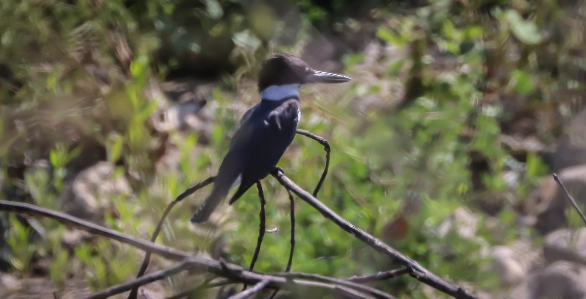 Belted Kingfisher - ML609213705