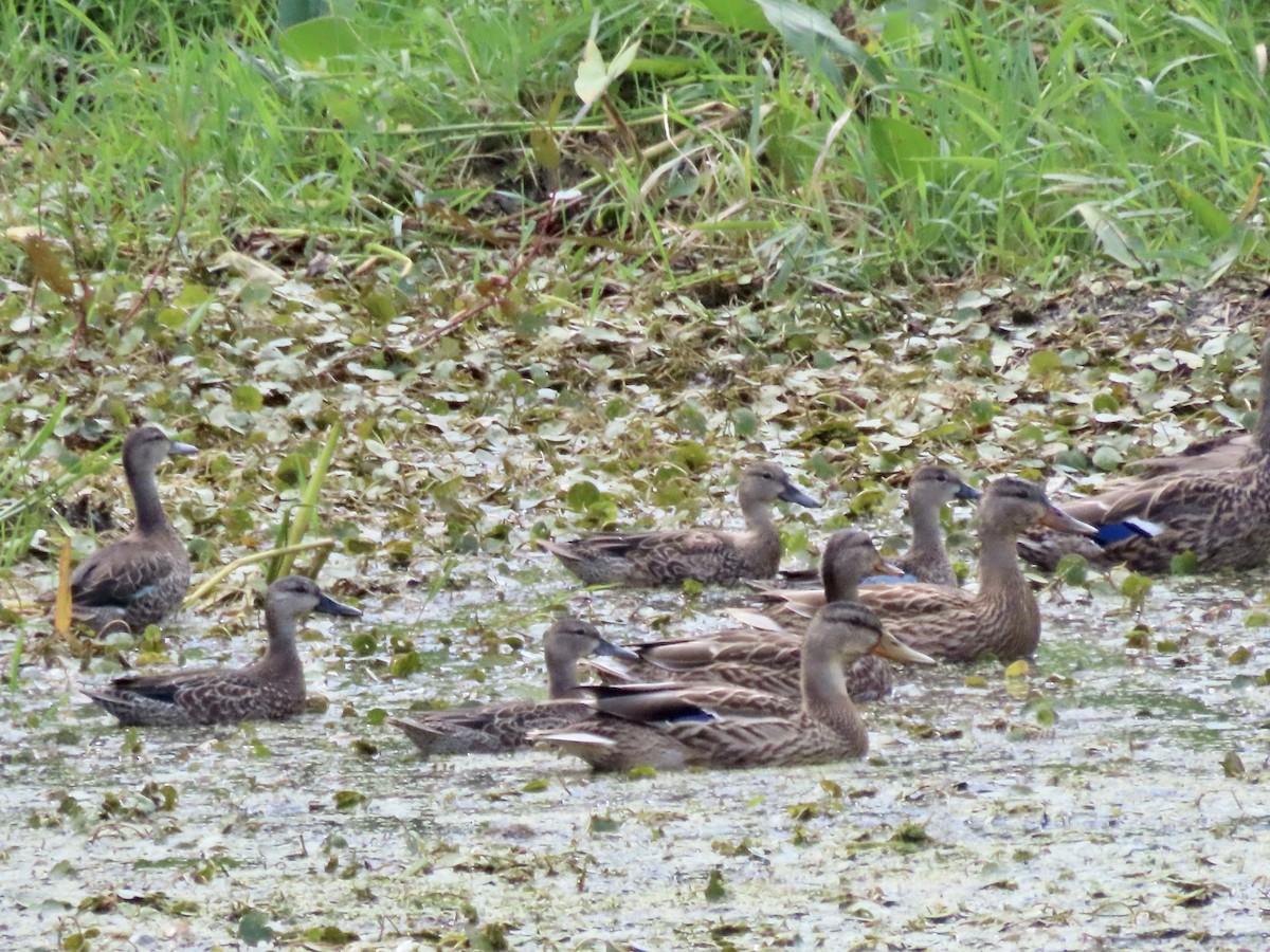 Blue-winged Teal - ML609213808