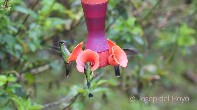 Rufous-booted Racket-tail (Anna's) - ML609213880