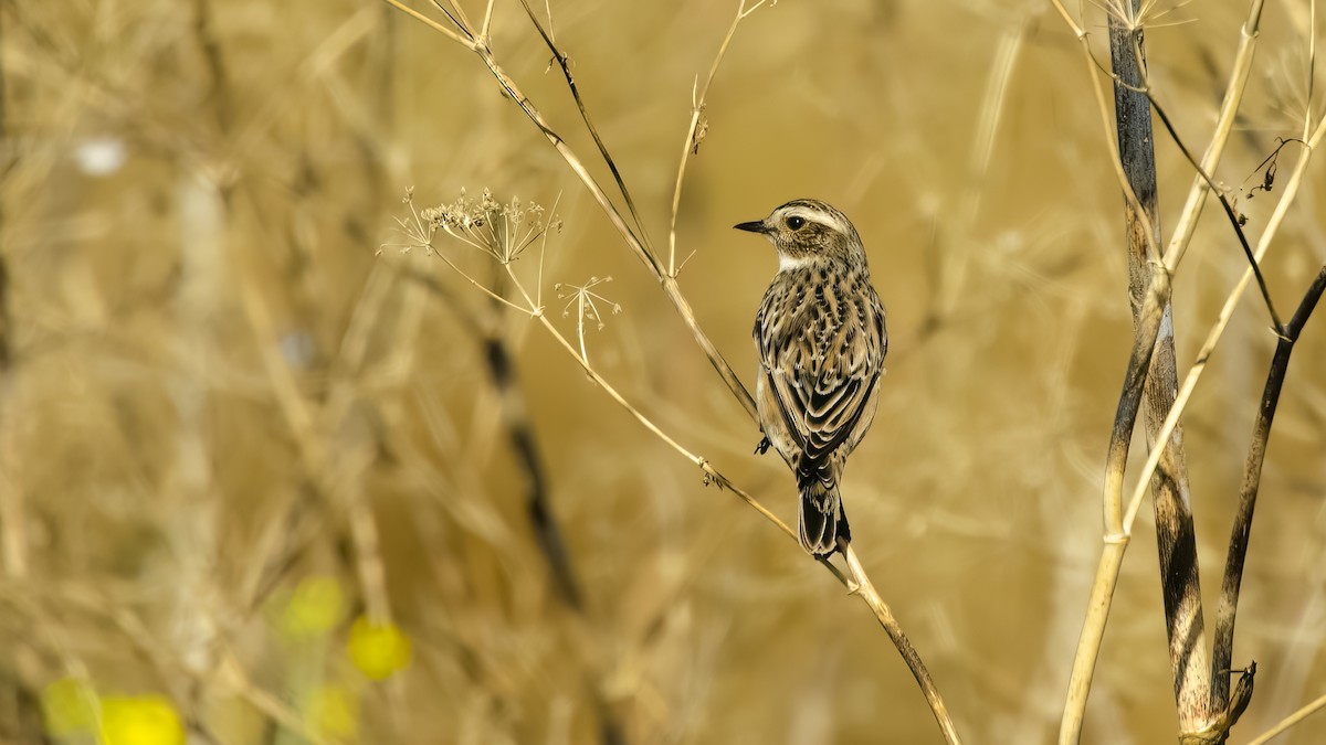 Whinchat - ML609213906