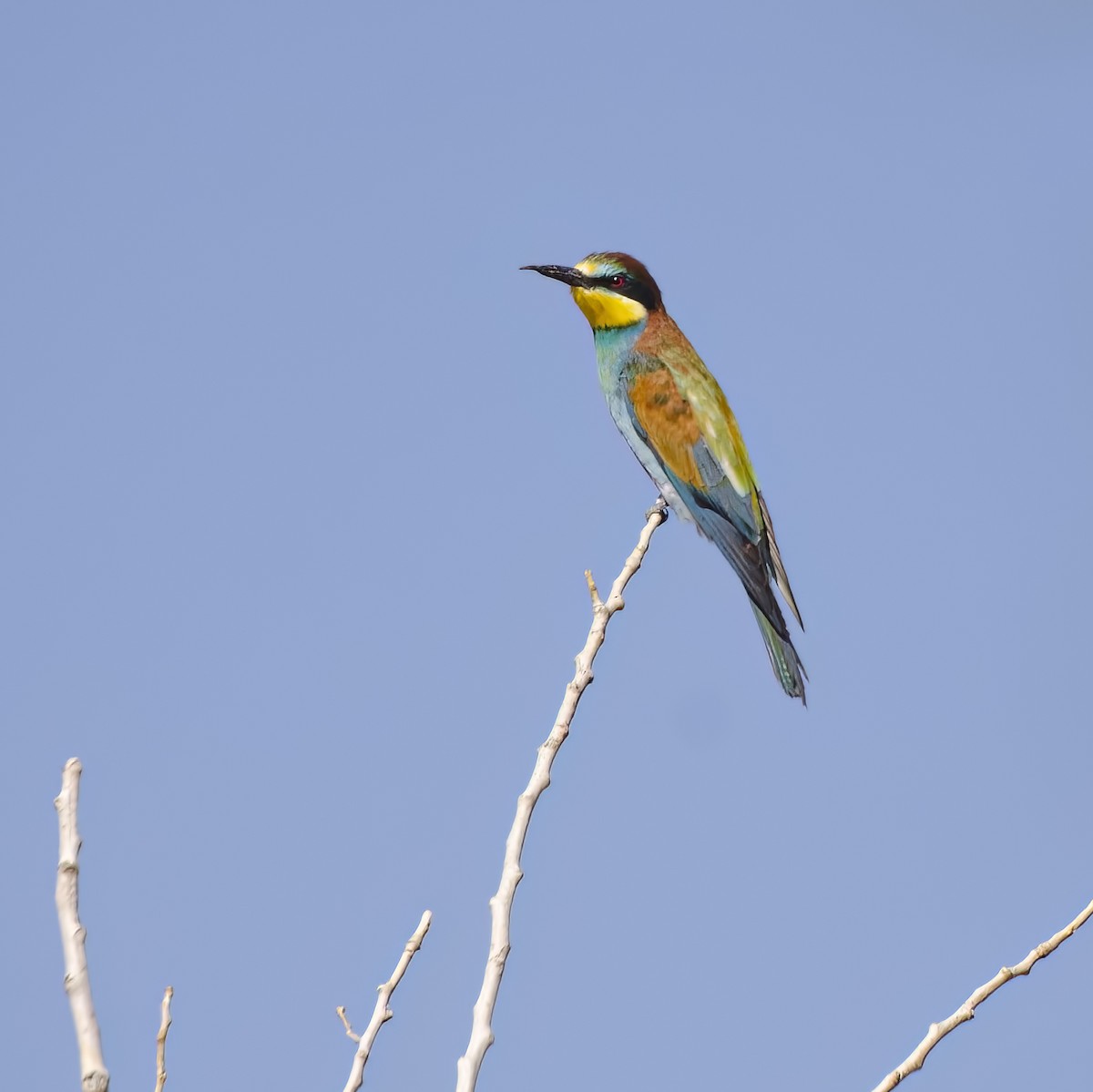 European Bee-eater - ML609213967