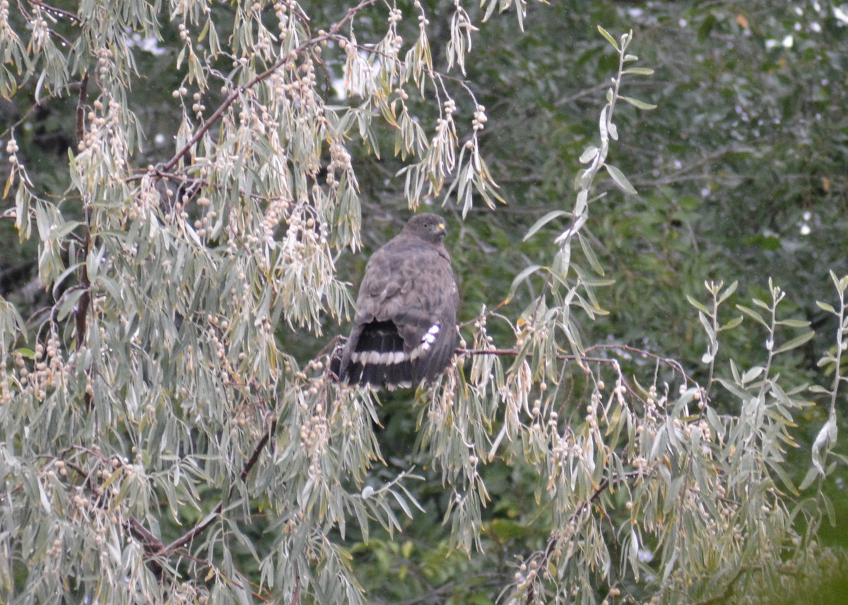 Broad-winged Hawk - ML609214050