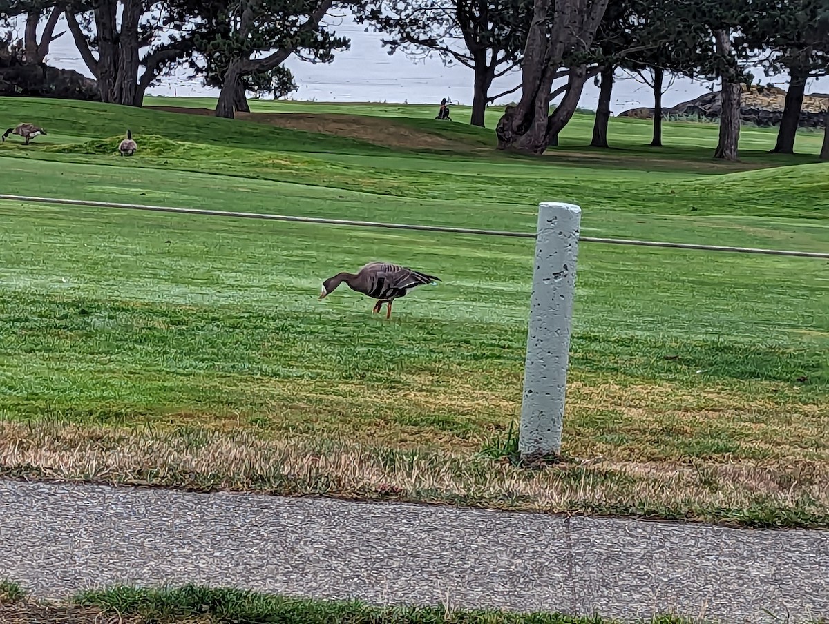 Greater White-fronted Goose - Amber Billard