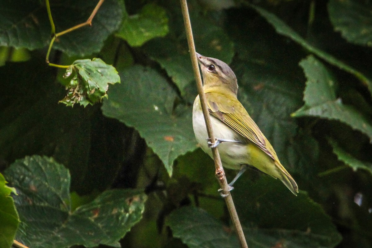 Red-eyed Vireo - ML609214104