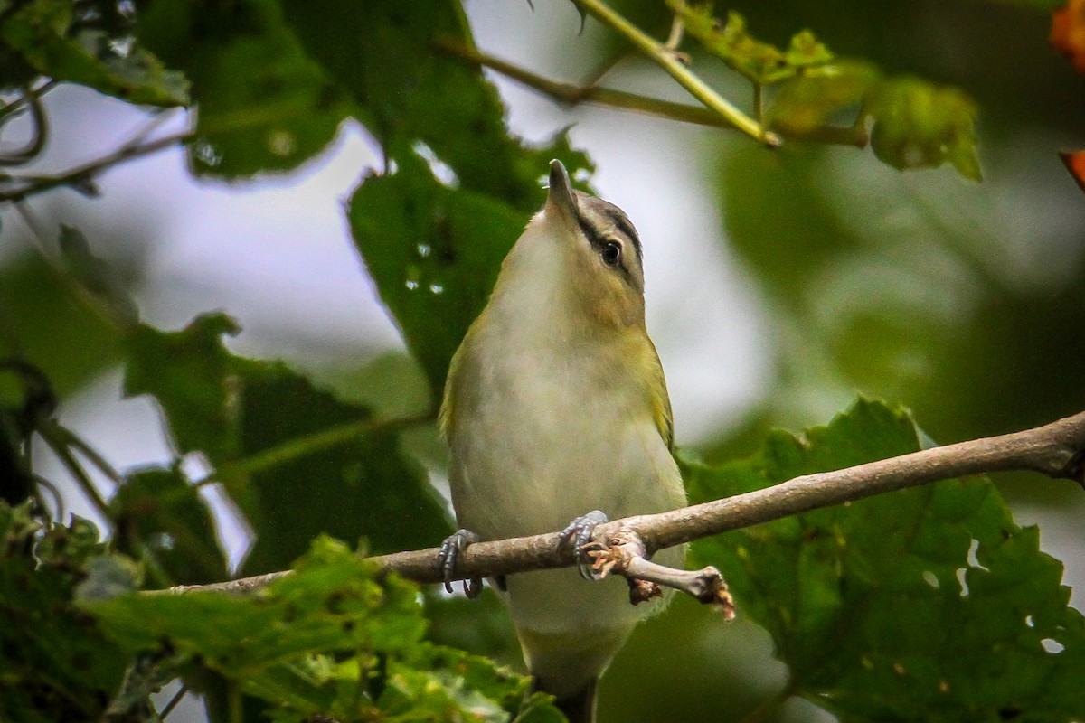 Red-eyed Vireo - Denise Hargrove