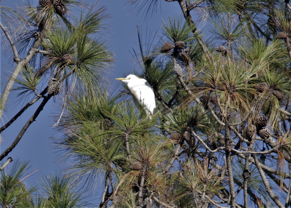 Western Cattle Egret - FELIPE SAN MARTIN