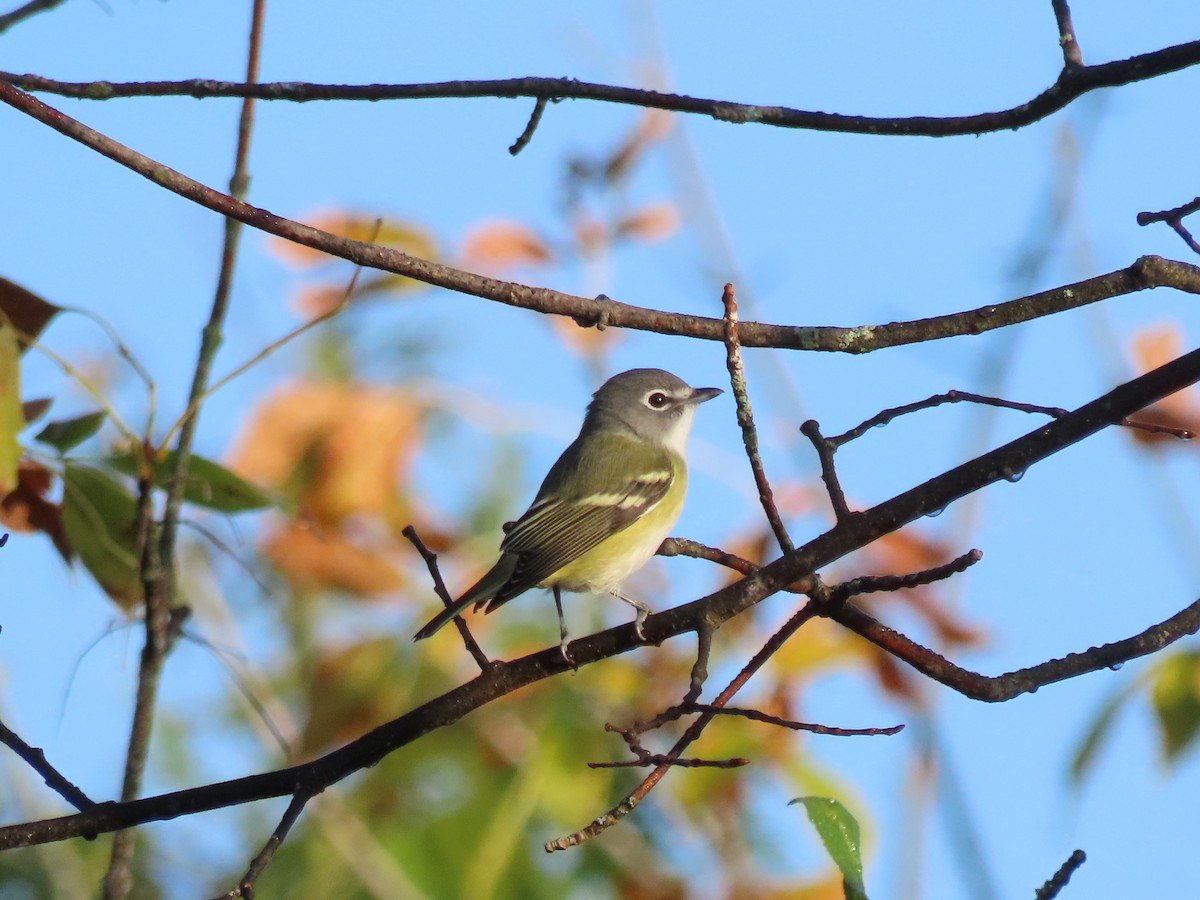 Blue-headed Vireo - ML609214174