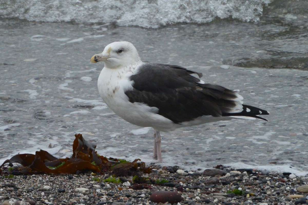 Great Black-backed Gull - Andreas Deissner