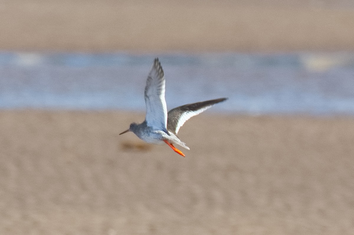 Common Redshank - Bruce Kerr