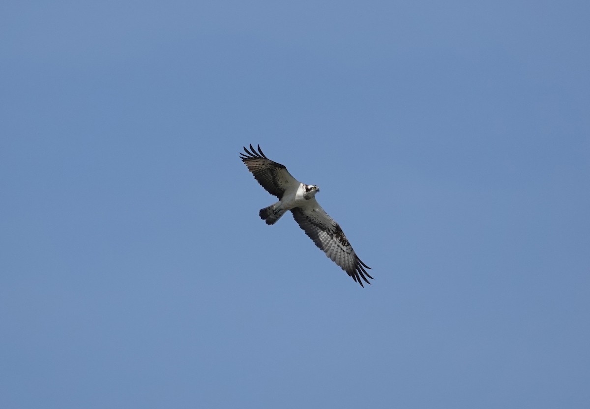 Balbuzard pêcheur - ML609214306