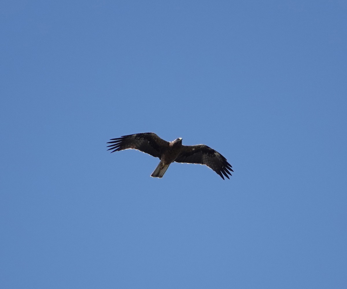 Booted Eagle - ML609214314