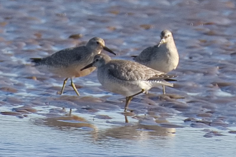 Red Knot - Bruce Kerr