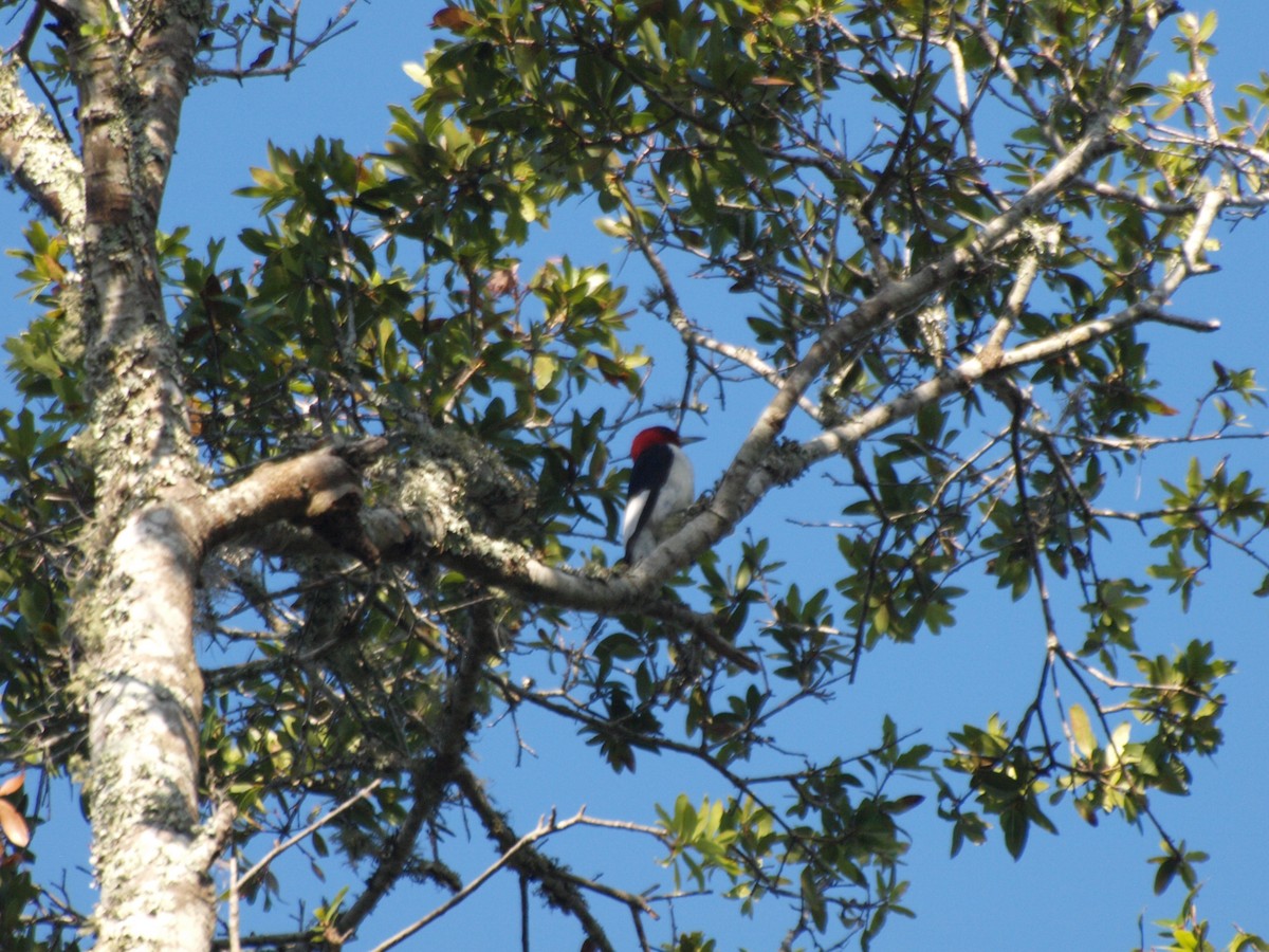 Red-headed Woodpecker - c c