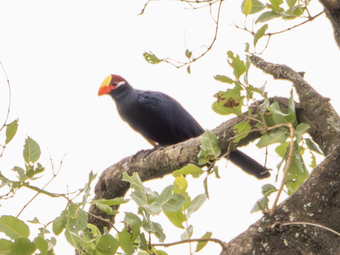 Violet Turaco - ML609214403