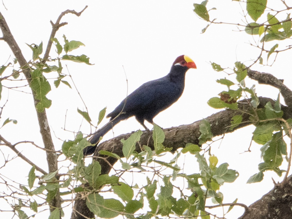 Violet Turaco - ML609214405