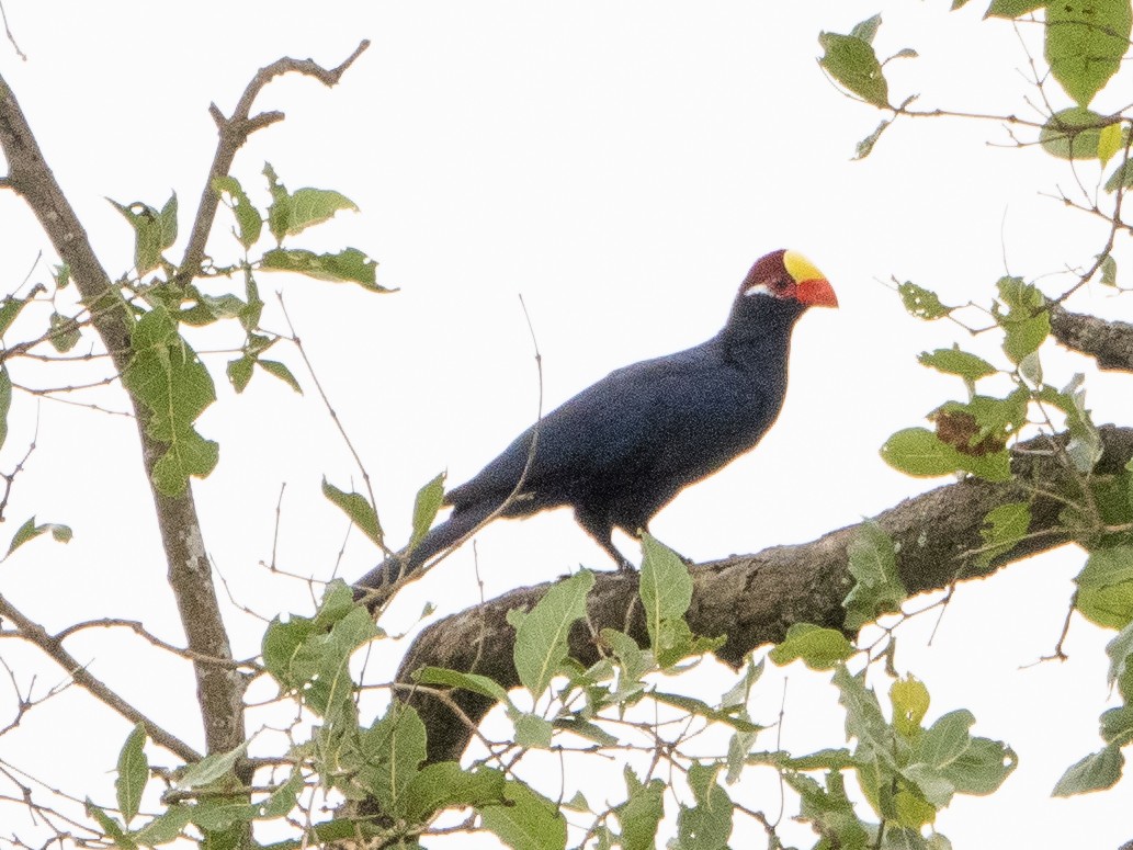 Violet Turaco - ML609214407