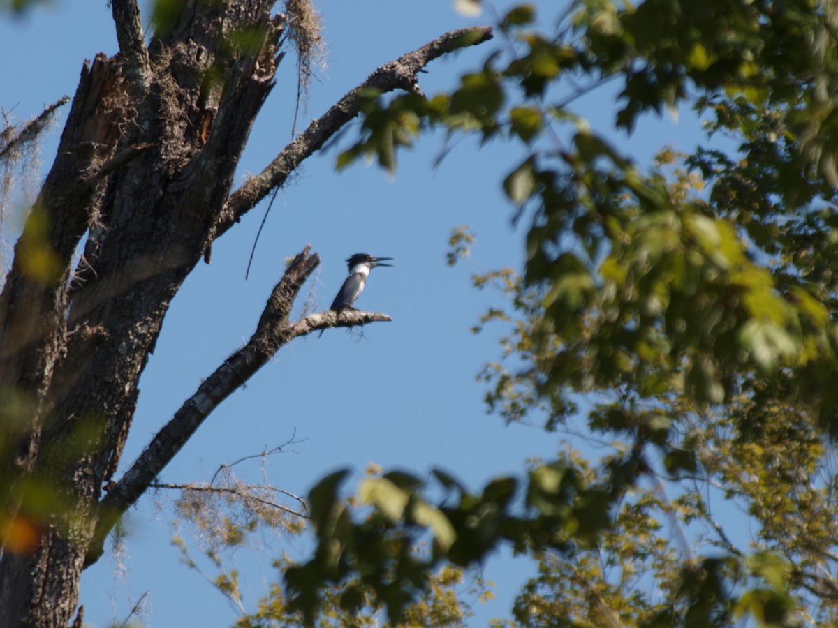 Belted Kingfisher - ML609214421