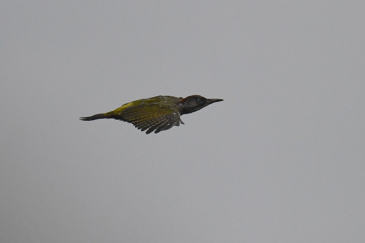 Eurasian Green Woodpecker - ML609214423