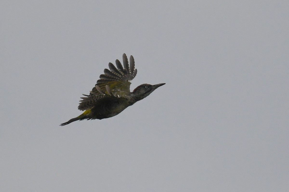 Eurasian Green Woodpecker - ML609214426