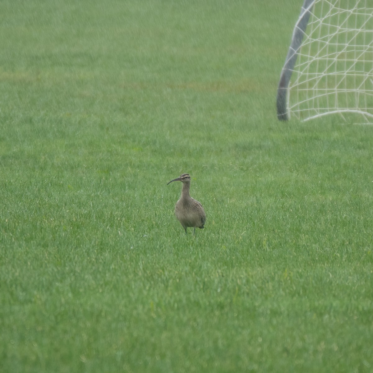 Whimbrel - ML609214445