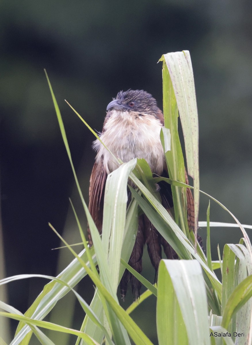 Senegal Coucal - ML609214464