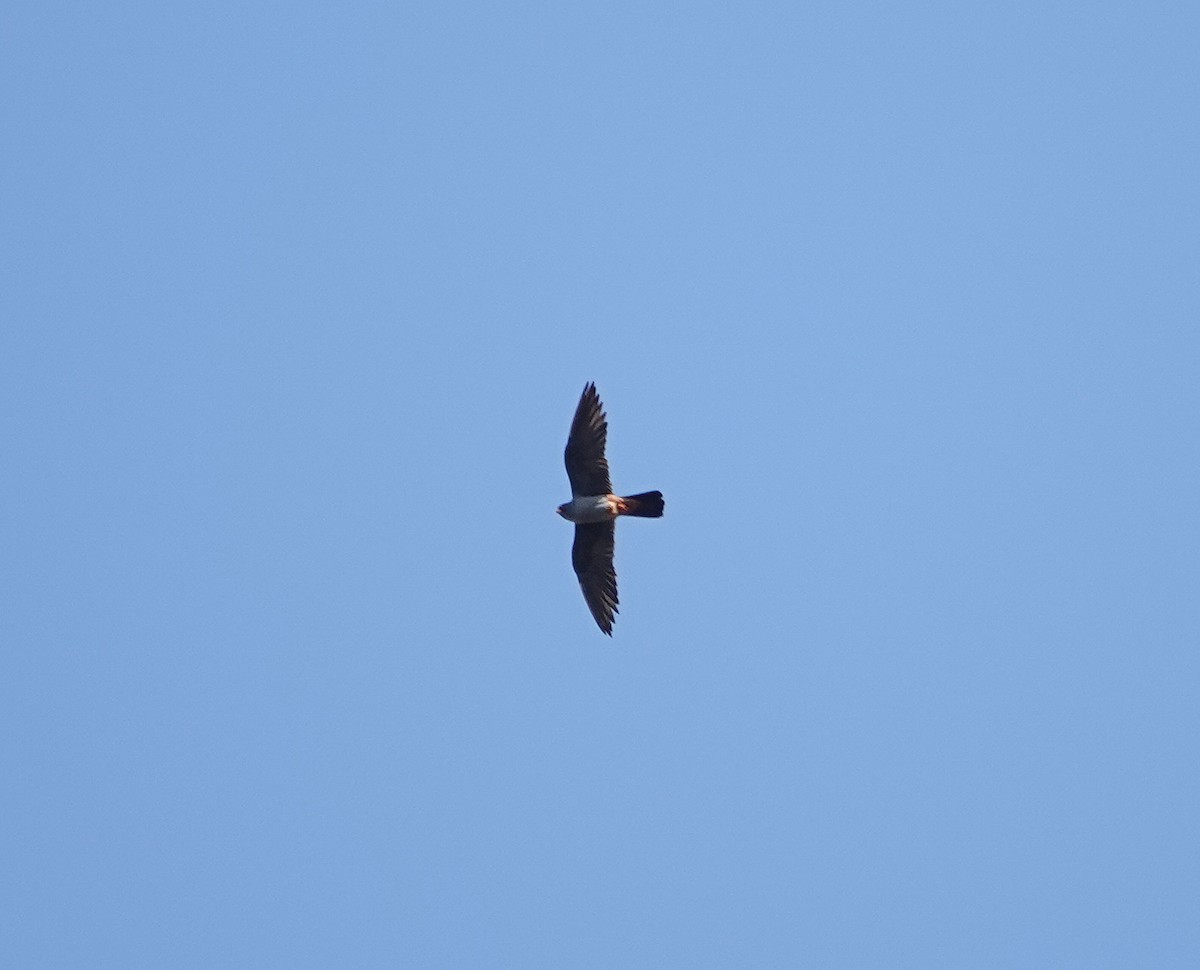 Red-footed Falcon - ML609214496