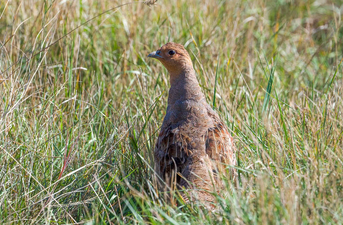 Gray Partridge - ML609214515