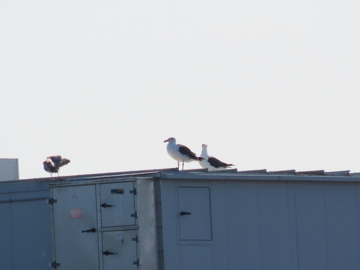 Great Black-backed Gull - ML609214558