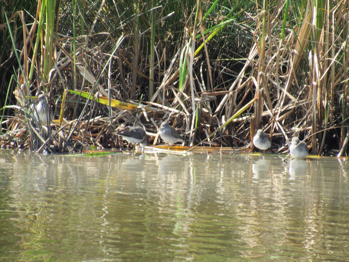 Lesser Yellowlegs - ML609214586