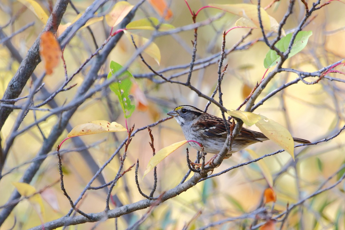 White-throated Sparrow - ML609214719