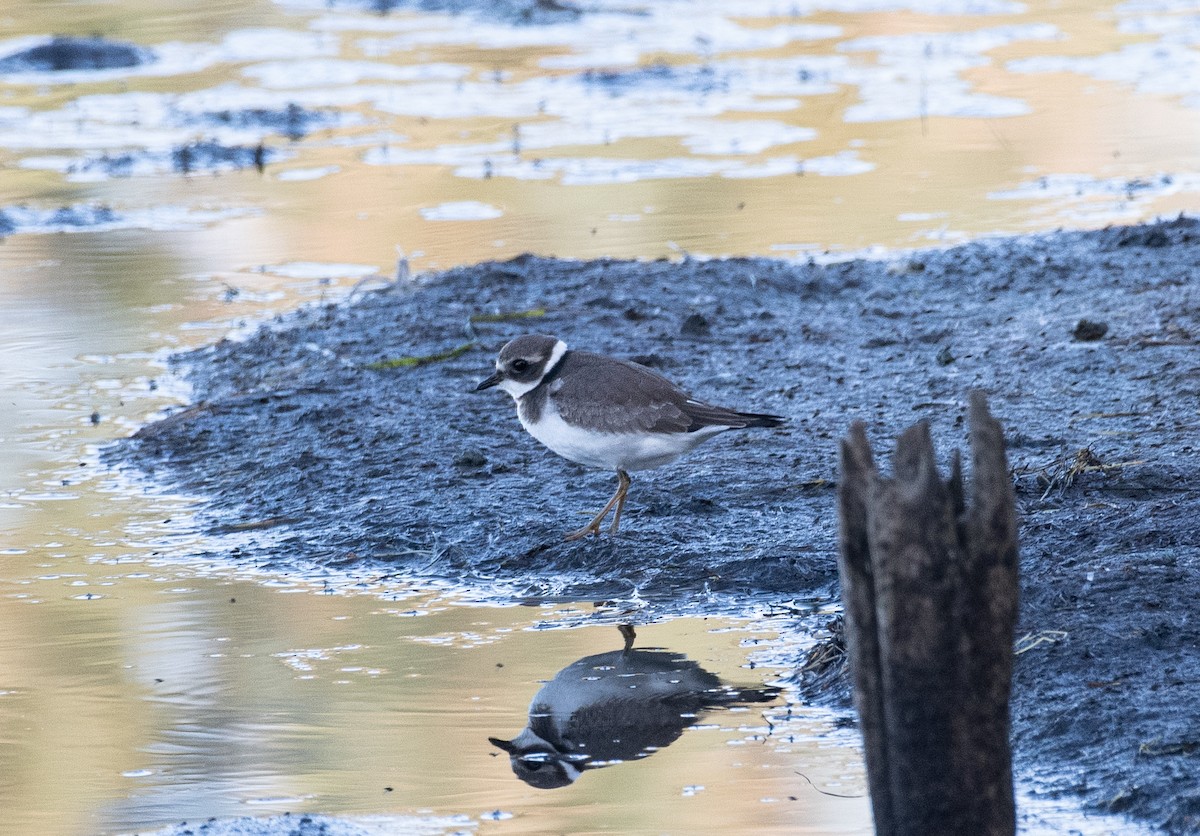 Common Ringed Plover - ML609214912