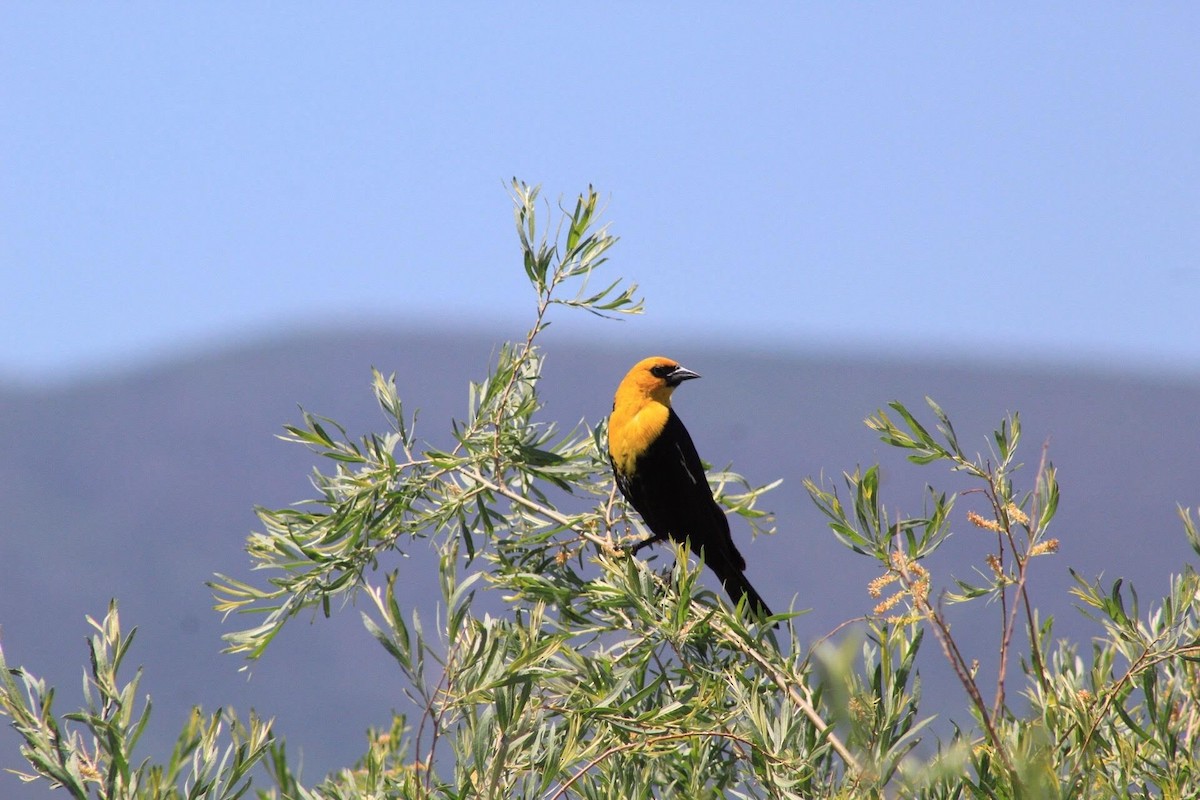 Yellow-headed Blackbird - ML609214975