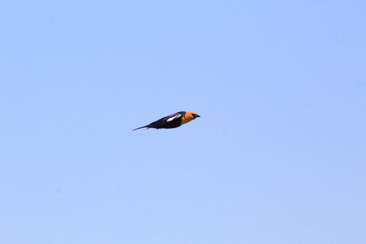 Yellow-headed Blackbird - ML609214981