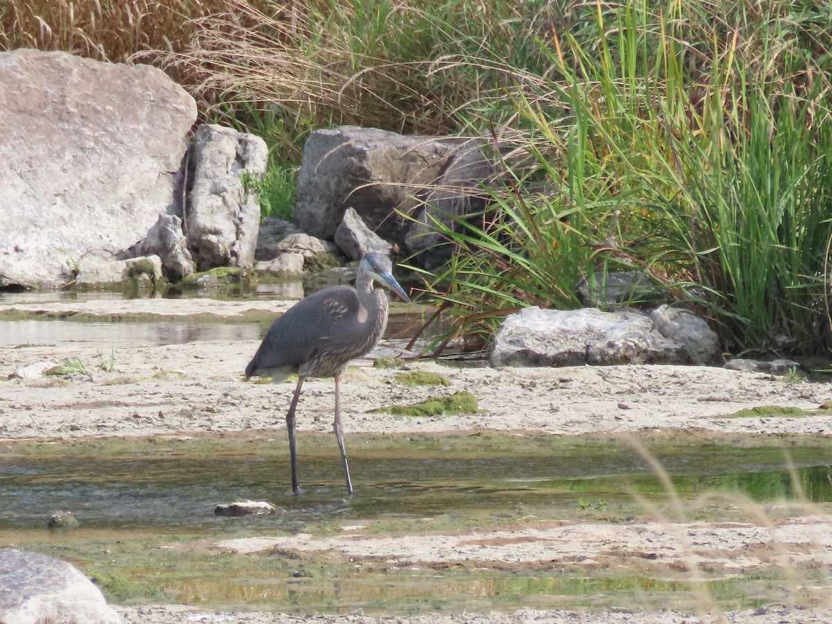 Garza Azulada - ML609214986