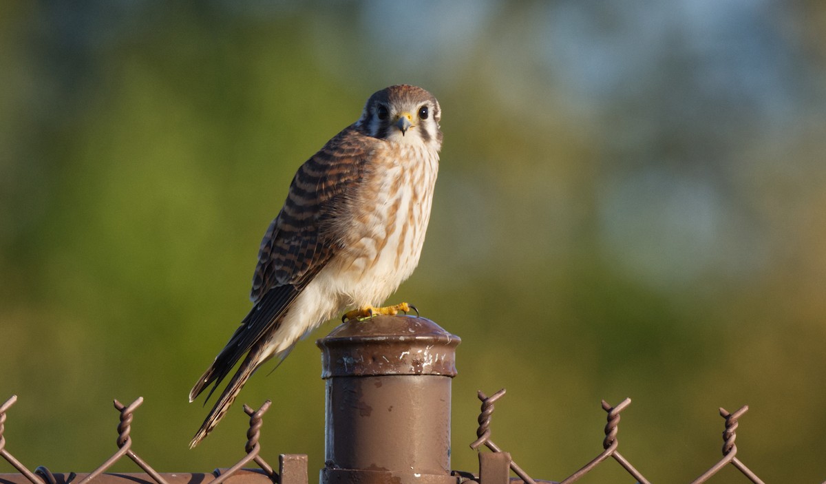 American Kestrel - Travis Vance