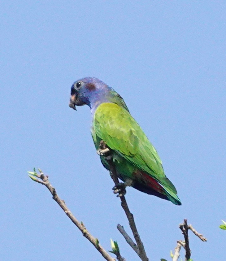 Папуга-червоногуз синьоголовий - ML609215094