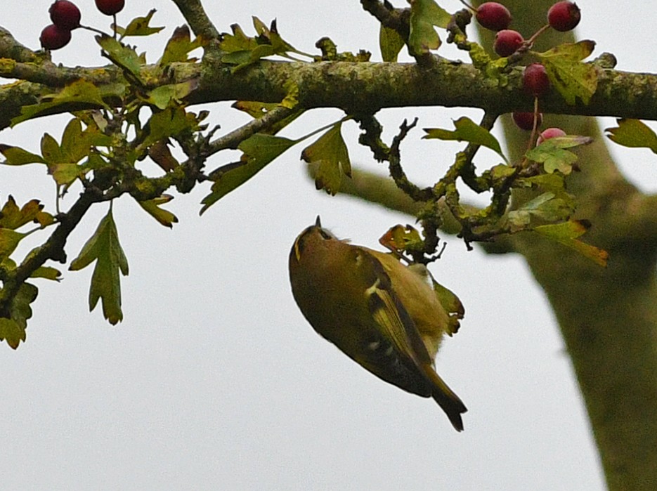 Goldcrest - Brian Carruthers