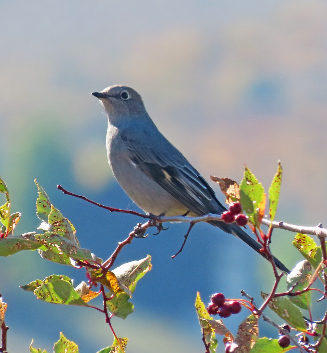 Townsend's Solitaire - ML609215182