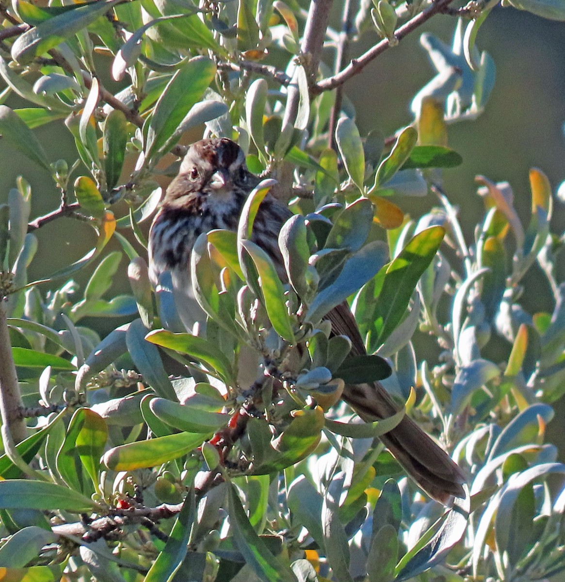 Song Sparrow - ML609215215