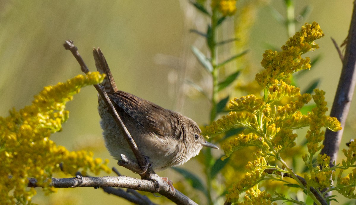 House Wren - ML609215279