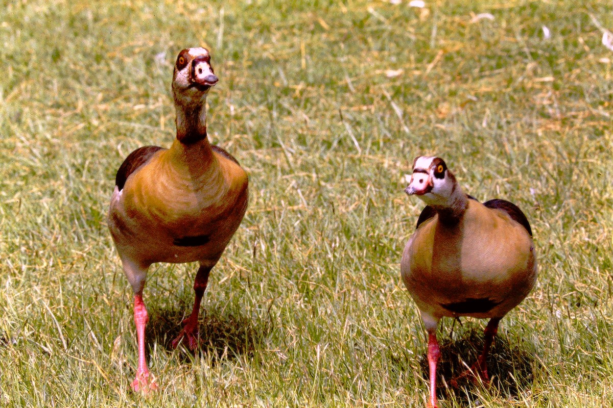 Egyptian Goose - ML609215334