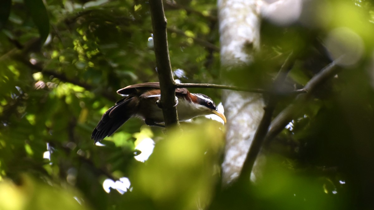 White-browed Scimitar-Babbler - ML609215368